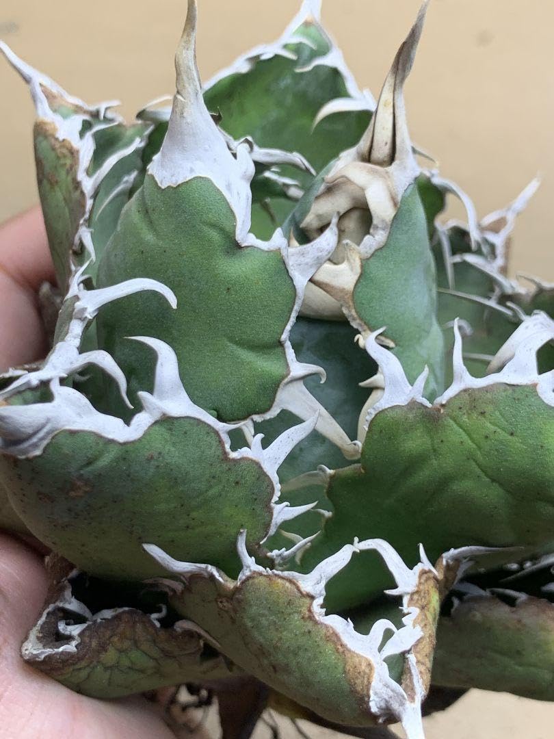 Amazon.co.jp: h37アガベ チタノタ 悪魔くん BAKEMONO 良型株露地栽培